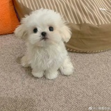 pekabo ⠀