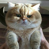红艳