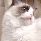 考拉小姐