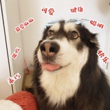 嘀嘀嘀