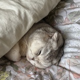 糖饼