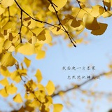 从一片落叶开始