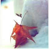 雪中枫