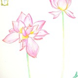 Alice_52