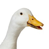 桑桑得桑