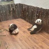 猫与熊猫与熊