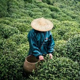 陈力子