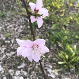 若小伊