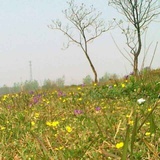 豌豆花