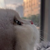 Suri