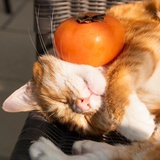 柿柿如意猫猫头