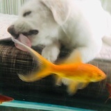 陈有福