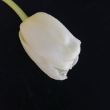 盐粒