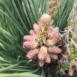 高格