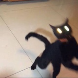 四十三