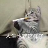 乔瑟夫猫