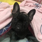 一颗好菠菜