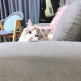 柚柚是只山纹猫