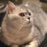 小绵羊