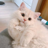 ioi