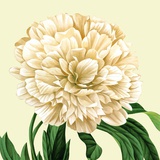juzhai15