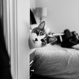 1个猫