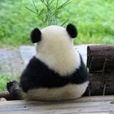 静如明月