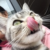 喵呜喵呜双色猫