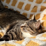 薛定谔的猫*