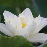 天涯明月刀
