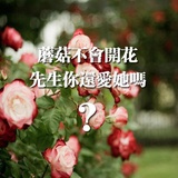 高小敏