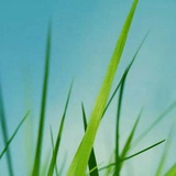 刘啸