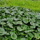 刘瑜