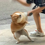 温柔秃头