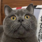 YY