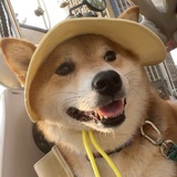 好运来