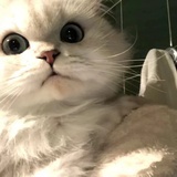 胖猫杀手