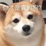 AG养猪的小Vet