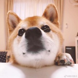 借了星星的光