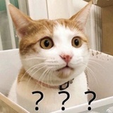 八卦猫猫