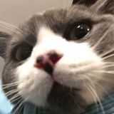 Aayoo