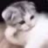 这