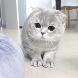花开满月