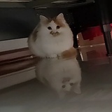 我有猫