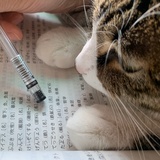 栎困