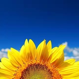 书香里的流年