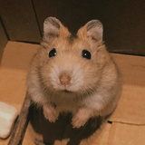 tokusa