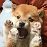 樱桃小丸子