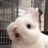 关耳予猫