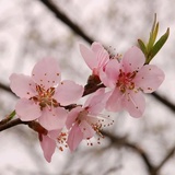 樱桃🍒